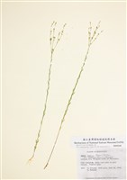 藏品(德州亞麻)的圖片